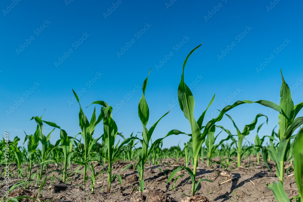 Obraz premium Young corn in summer