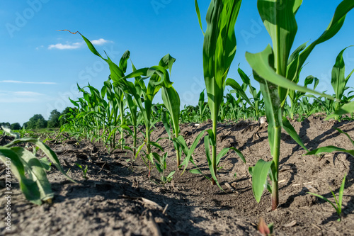 Young corn in summer