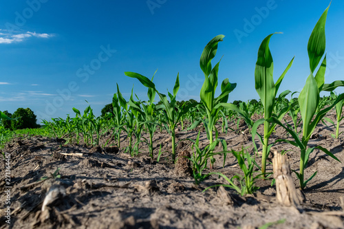 Young corn in summer