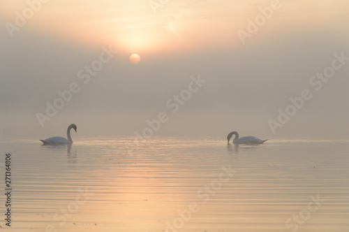 swan