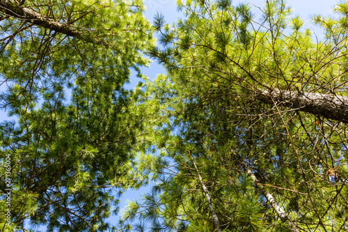 Forest landscape, view from below. Different types of wood and blue sky. Forest natural background. Environmental protection, ecology.