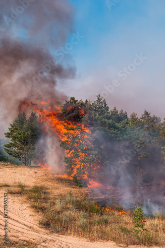 fire in forest © yelantsevv