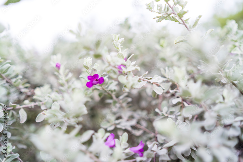 sage plant or barometer brush or ash plant in the garden