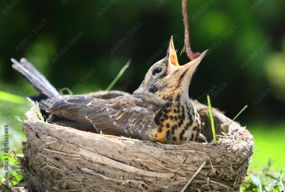 Feeding the nestling thrush fieldfare with a worm Feeding the nestling thrush fieldfare with a worm