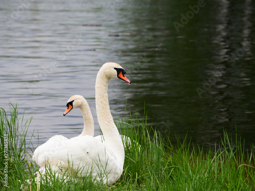 Fotografía Two white swans standing in a green grass near water and watching the area with high-stretched neck