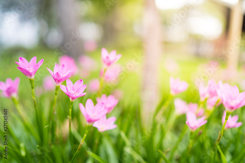 Beautyful many siam tulip