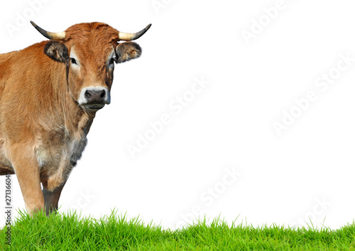 Cow isolated on white background.