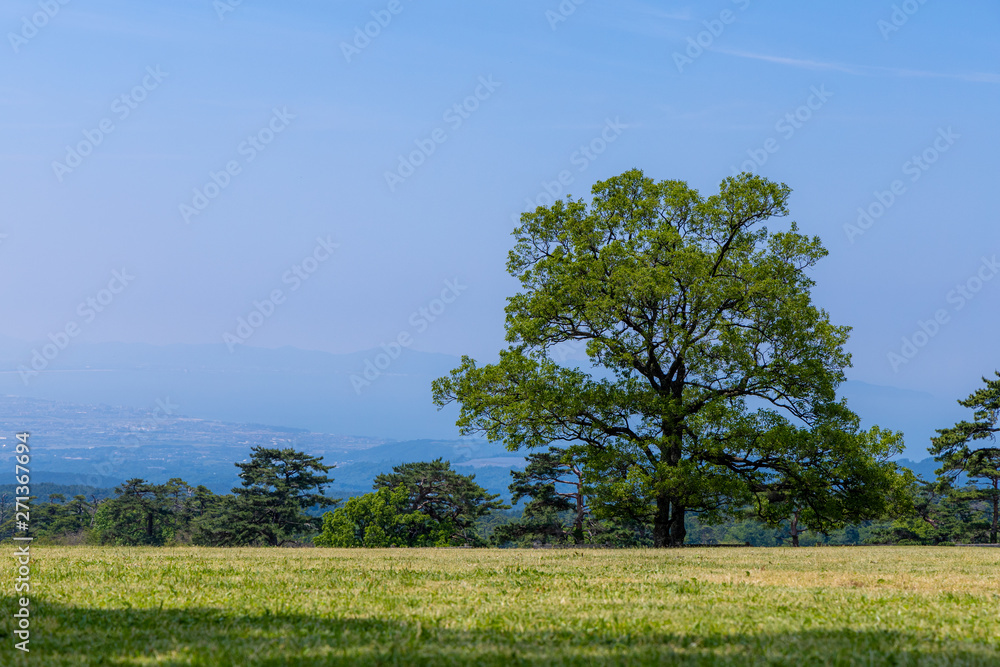 Fototapeta premium 日本 鳥取 大山 牧場の木