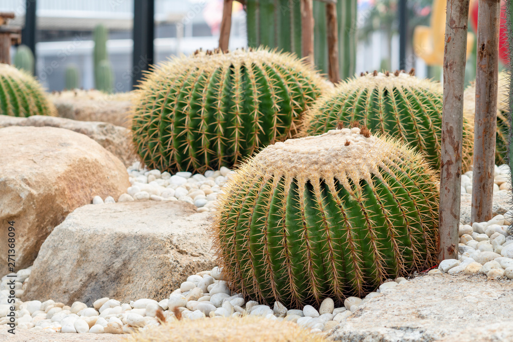 Echinocactus grusonii or a golden bucket. A beautiful cactus garden arrangement. Echinocactus grusonii or a golden bucket. A beautiful cactus garden arrangement.
