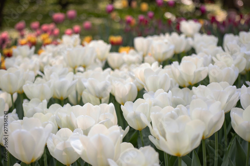 Top view of beautiful field of white tulips © bonilook
