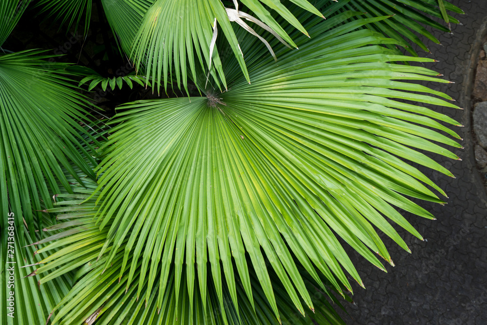 Fototapeta premium Green leaves of sugar palm