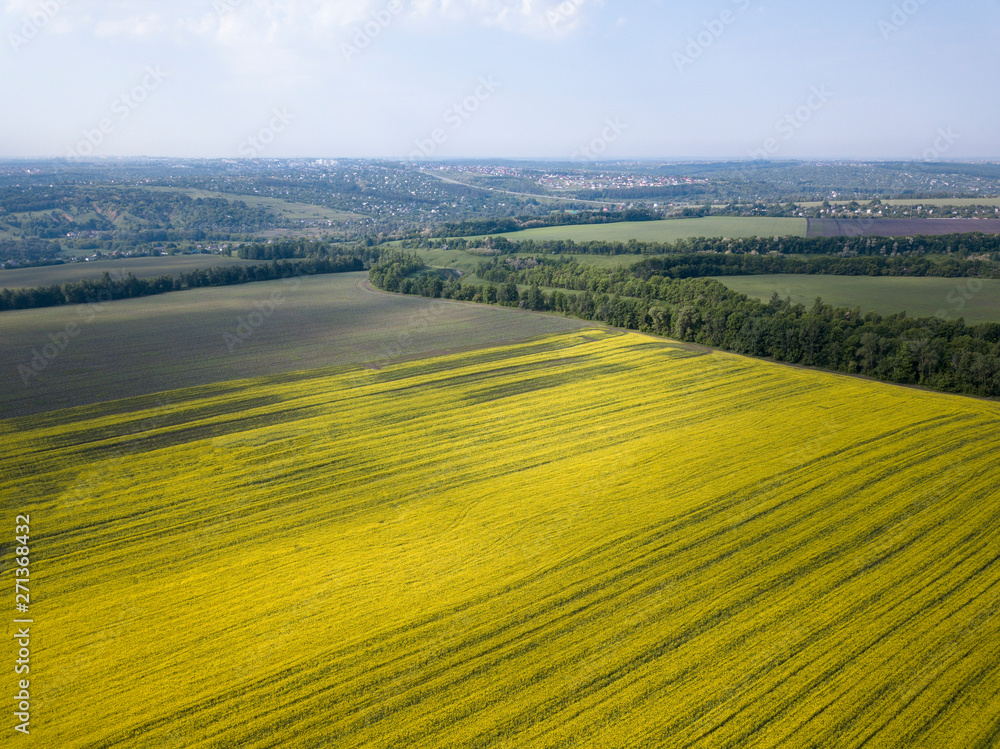 Aerial view of mustard terraces fields on springtime