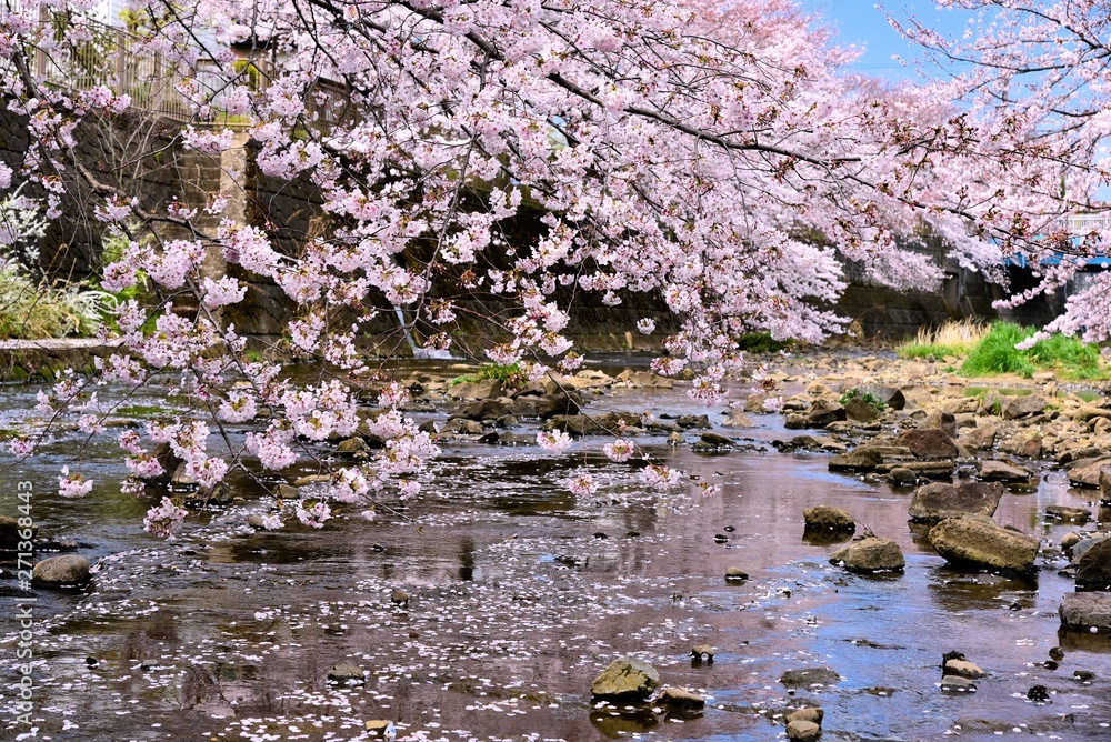 恩田川の桜 恩田川の桜