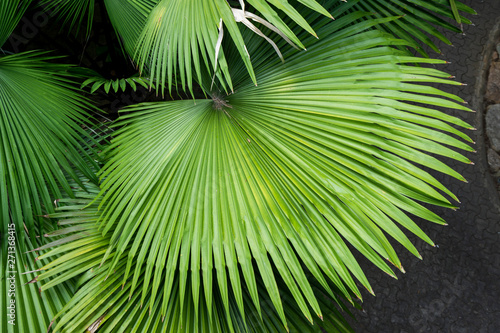 Green leaves of sugar palm