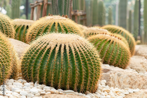Echinocactus grusonii or a golden bucket. A beautiful cactus garden arrangement. photo