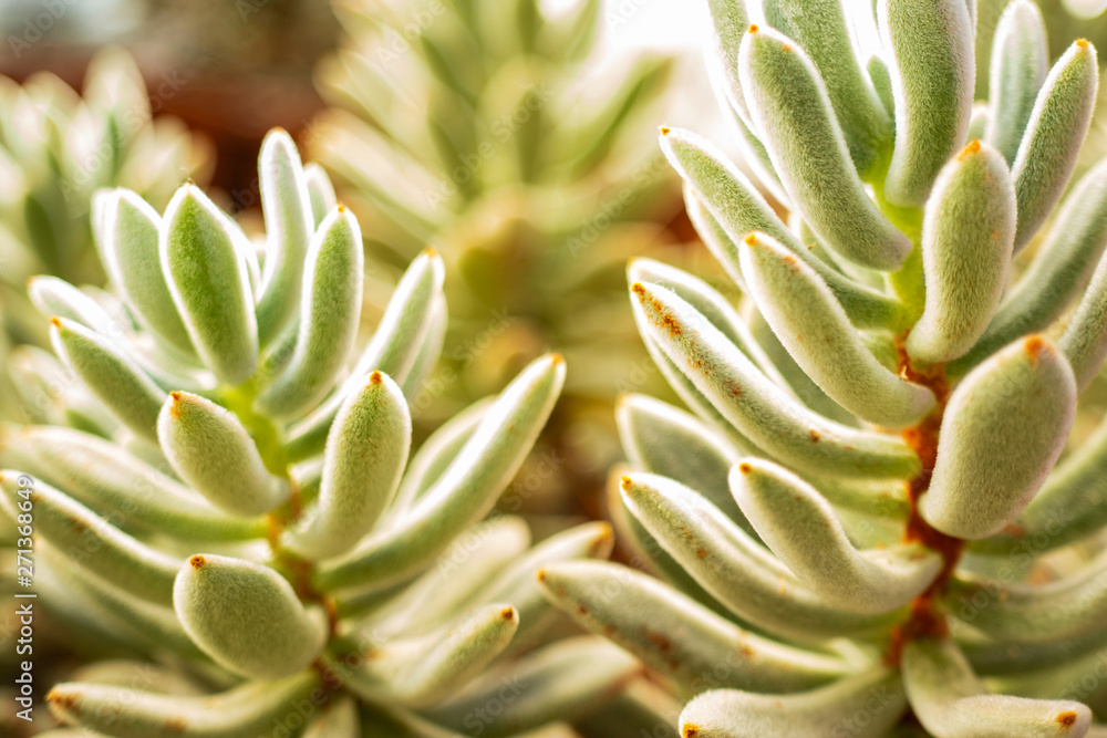 Blurred background images of succulents, macro Blurred background images of succulents, macro