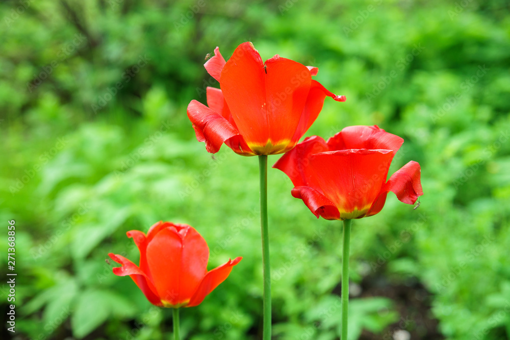 three red tulips in the garden