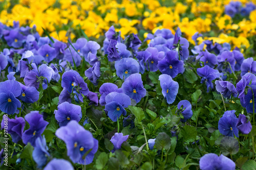 Blue flowers in the garden. Field of violet pansies. Heartsease  pansy background. Floral pattern. Flower season. Wild nature. Purple viola close-up.