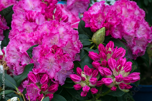 Bush of azaleas in pink color. Rhododendron Pearces. Pink flowers close-up. Scarlet, red, azaleastrum. Alpine rose is bloom. Potted garden. Hot pink flower. Floral background, pattern. Botanical view