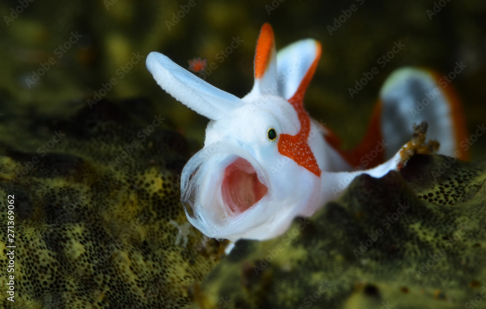 Frogfish Headgear with LED 