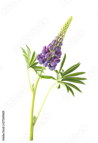 Blue lupine flower isolated on white background. Violet natural meadow wildflower  lupinus. 