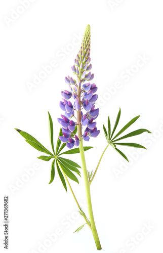 Blue lupine flower isolated on white background. Violet natural meadow wildflower  lupinus. 