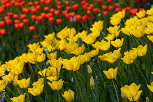 Yellow tulips bloom on a Sunny day in the Park on a background of green leaves