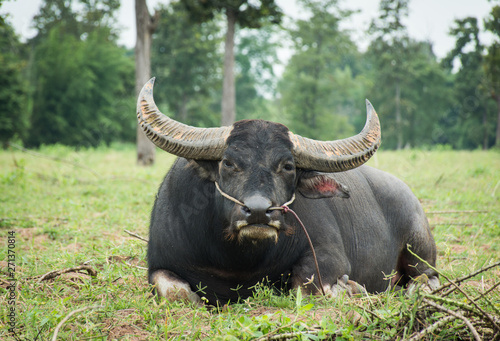 Buffalo eating grass in farmland soft focus.