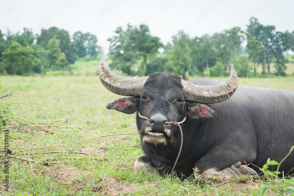 Buffalo eating grass in farmland,soft focus.