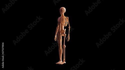 Bone Colored Half Muscle Ecorche and Skeletal System Anatomical Model 3 Quarter Front Left View 3d illustration 3d render © paul