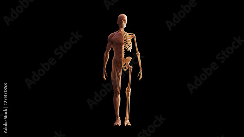 Bone Colored Half Muscle Ecorche and Skeletal System Anatomical Model Front View 3d illustration 3d render © paul