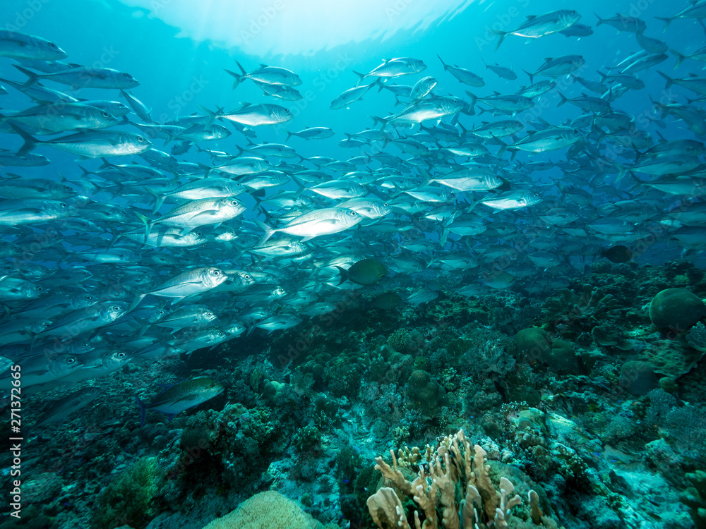 Obraz premium Szkoła ryby