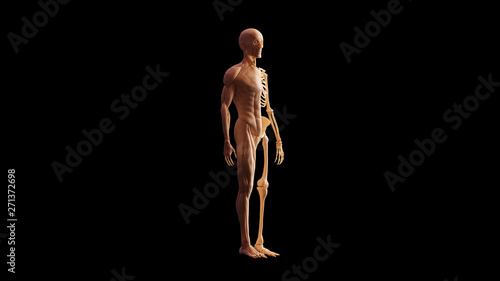 Fototapeta Naklejka Na Ścianę i Meble -  Bone Colored Half Muscle Ecorche and Skeletal System Anatomical Model 3 Quarter Right View 3d illustration 3d render