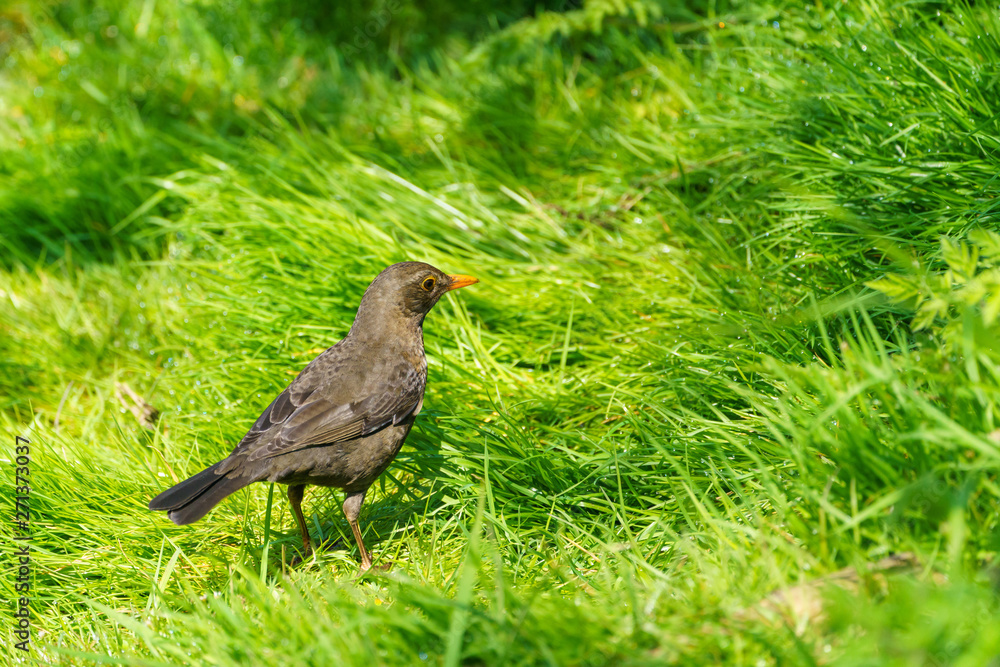 Obraz premium Blackbird (Turdus merula)