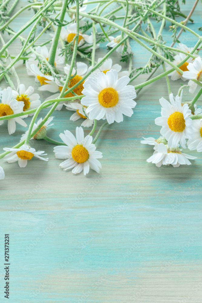 Obraz premium Chamomile flowers in bloom on a teal blue wooden background with copyspace