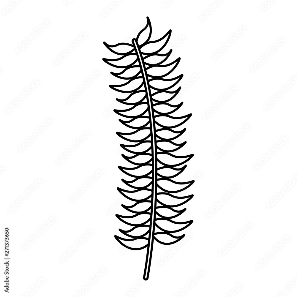 branch foliage leaves on white background branch foliage leaves on white background