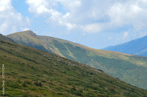 Panoramic view on way to Hoverla, Carpathian mountains, Ukraine. Horizontal outdoors shot