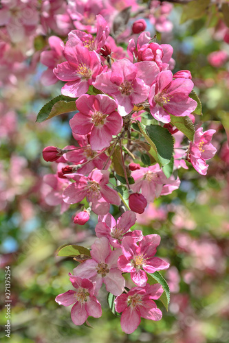 Floral spring background - blossoming apple tree branch with gentle pink petals