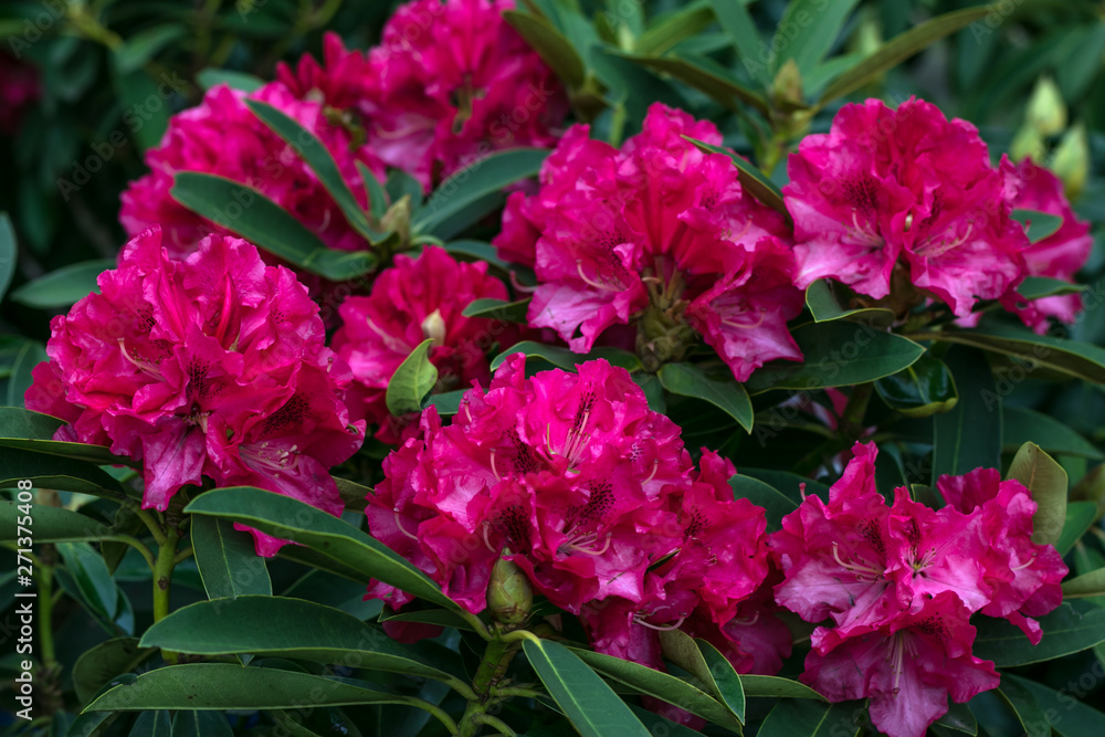 Rhododendron Pearces American Beauty. Bush of azaleas in ruby color. Scarlet, red, azaleastrum. Alpine rose is bloom. Potted garden. Hot pink flowers. Floral background.