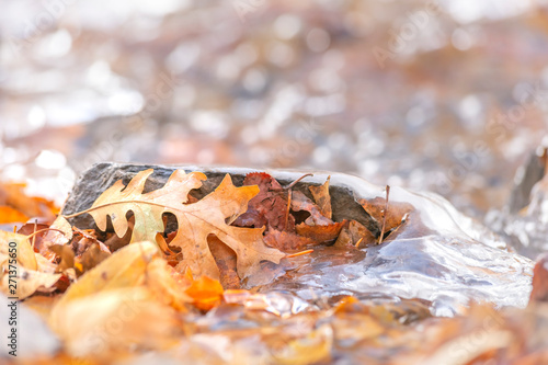Close up of fallen brown leaves on a rocky terrain covered with frozen water