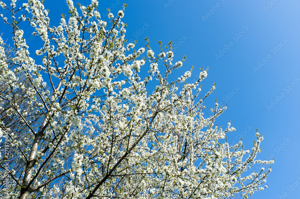 cherry branches in bloom