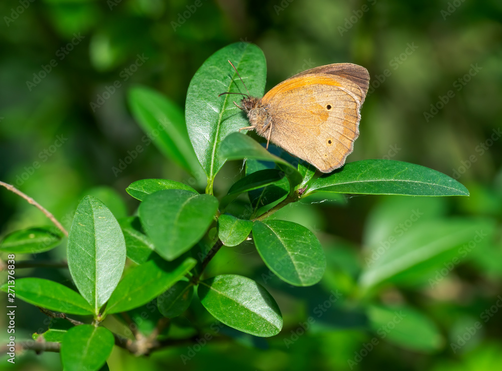 Fototapeta premium Meadow Brown Butterfly. Maniola jurtina. Profile.