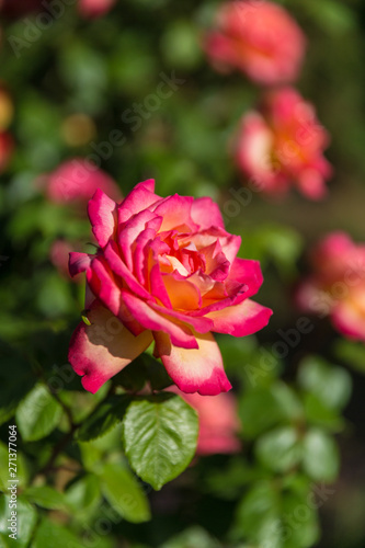 Outdoor spring red yellow rose, rose flowers, flower core close-up © Jianyi Liu 