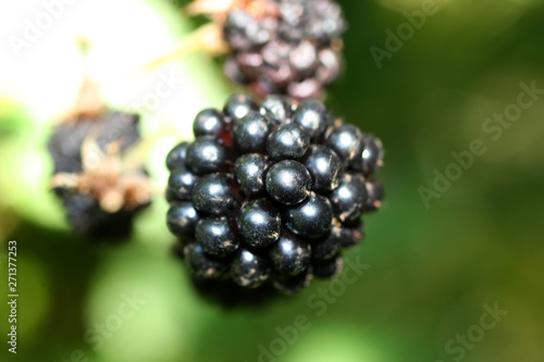 A large berry of blackberries growing on a bush.
