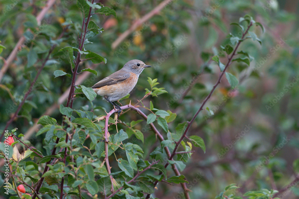 Obraz premium Gartenrotschwanz