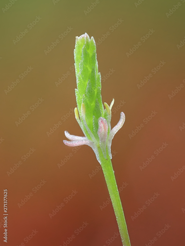 Myosurus minimus is a species of flowering plant in the buttercup family known by the common name tiny mousetail[ Myosurus minimus is a species of flowering plant in the buttercup family known by the common name tiny mousetail[