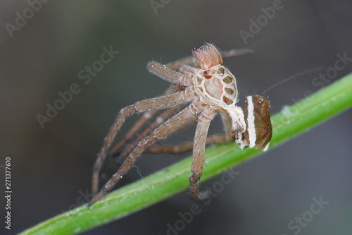 Shed skin of raft spider, Dolomedes fimbriatus