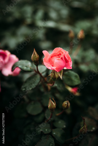 Photo of closeup pink rose with water drops and dark green leaves growing in garden with shallow Depth of Field.