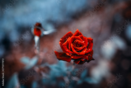 Fantastic background of red rose with dark blue leaves with raindrops growing in garden with shallow Depth of Field