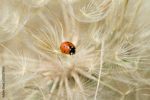 Ladybug and dandelion. Macro shot, selective focus with copy space. tenderness and care concept